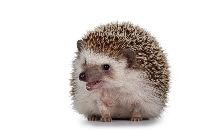Hedgehog With Its Mouth Open on White Background