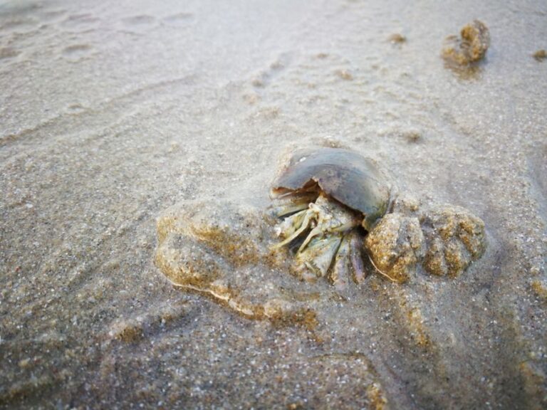 Hermit Crab Digging in the Sand on the Beach