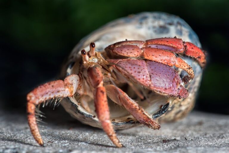 Hermit Crab Emerging From Its Shell
