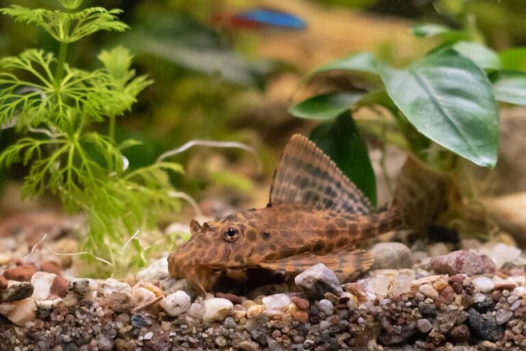 Leopard Plecostomus at Bottom of Planted Tank