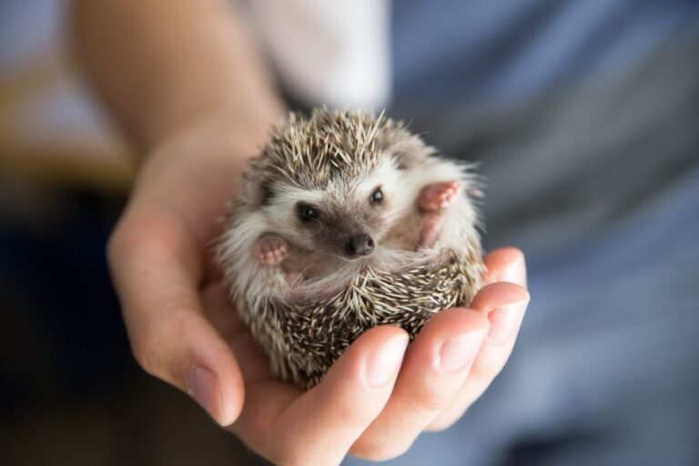 Person Holding Balled African Pygmy Hedgehog in Hands