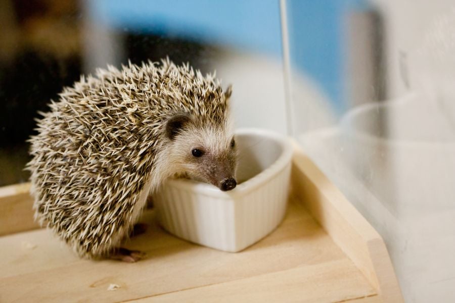 Pet Hedgehog Eating