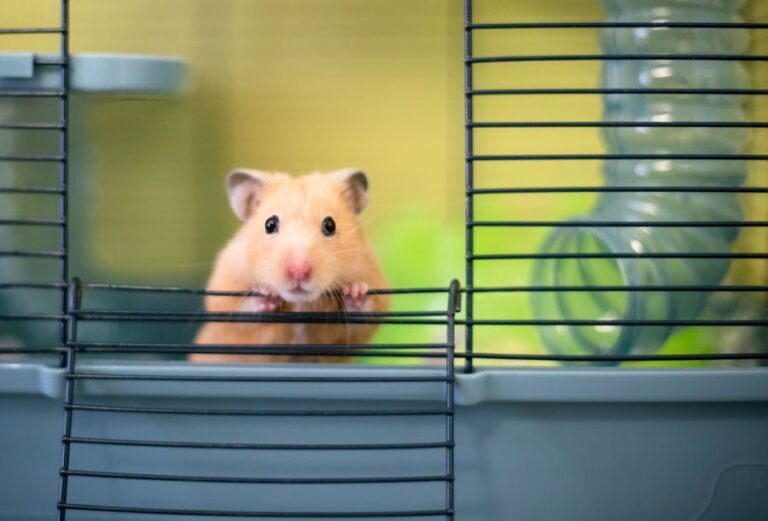 Syrian Hamster Peeking Out From Its Cage
