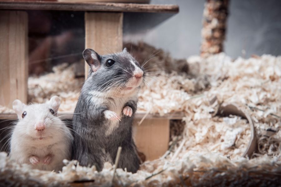 Two Gerbils Looking Out From Their Cage