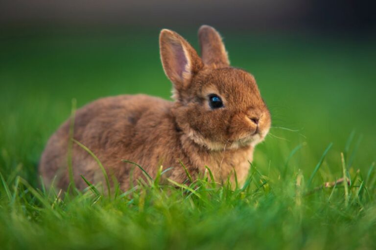 Young, Brown Dwarf Rabbit on Grass