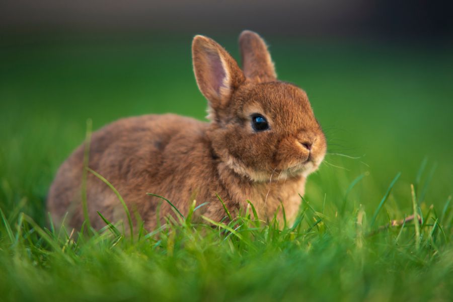 Young, Brown Dwarf Rabbit on Grass