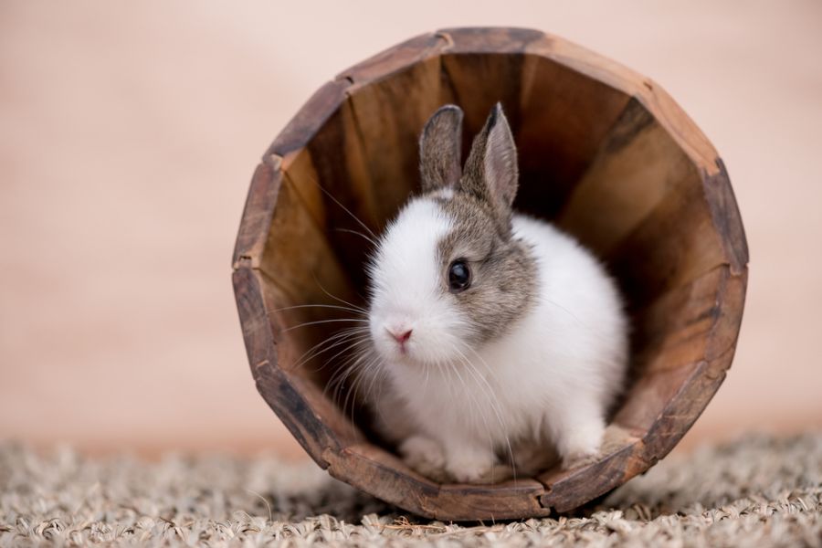 Young Rabbit Sitting in Wooden Pot