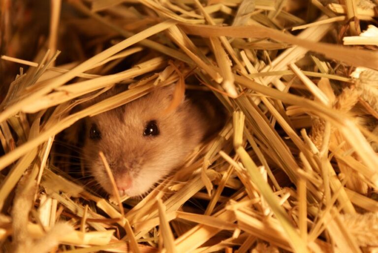 What Can Hamsters Chew On? (The Best and Worst Options) Fur, Wings