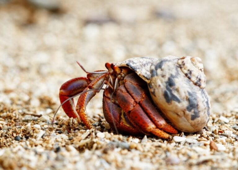 A Hermit Crab Wearing a Shell for Protection in the Sand