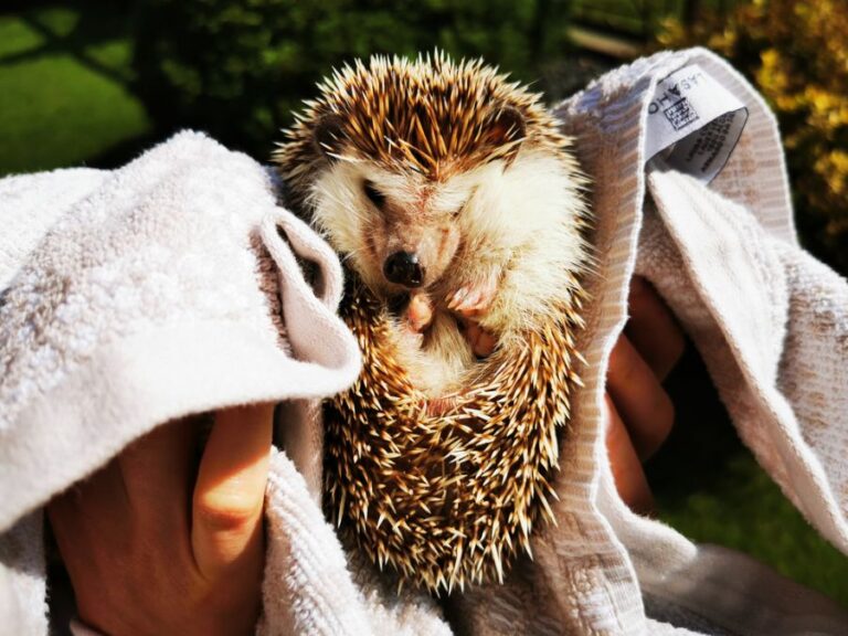 African Pygmy Hedgehog Rolled Up in a Towel