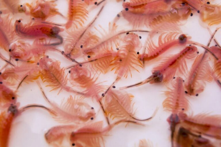 Artemia (Sea Monkeys) on a White Background