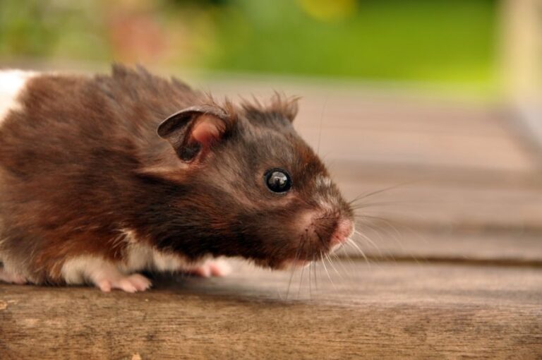 Brown and White Syrian Hamster on a Wooden Table