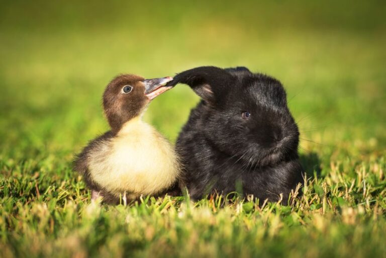 Duck Nibbling Ear of Black Rabbit
