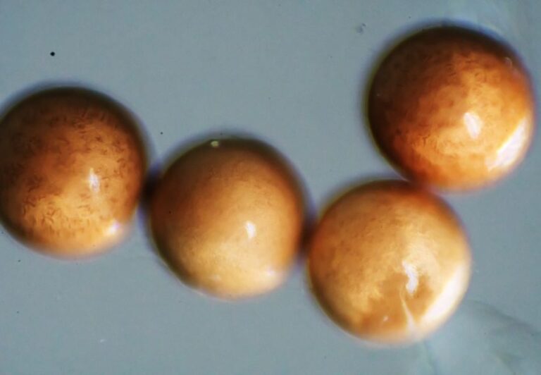 Eggs of Brine Shrimp Under a Microscope