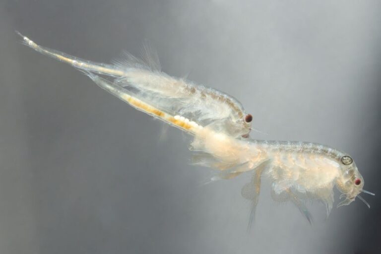 Fresh Hatched Brine Shrimp for Feeding
