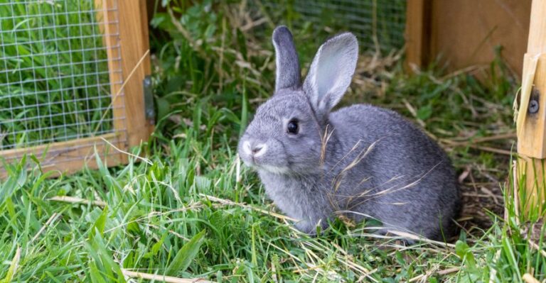 Gray Rabbit in Front of a Rabbit Barn