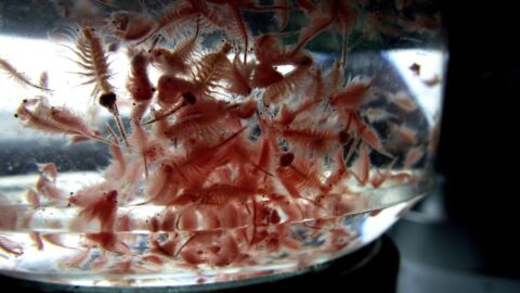 How to Clean Your Sea Monkey Tank - Fur, Wings, & Scaly Things