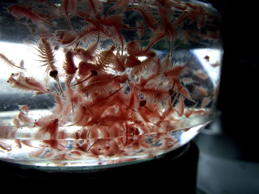 Group of Artemia Brine Shrimp in a Tank