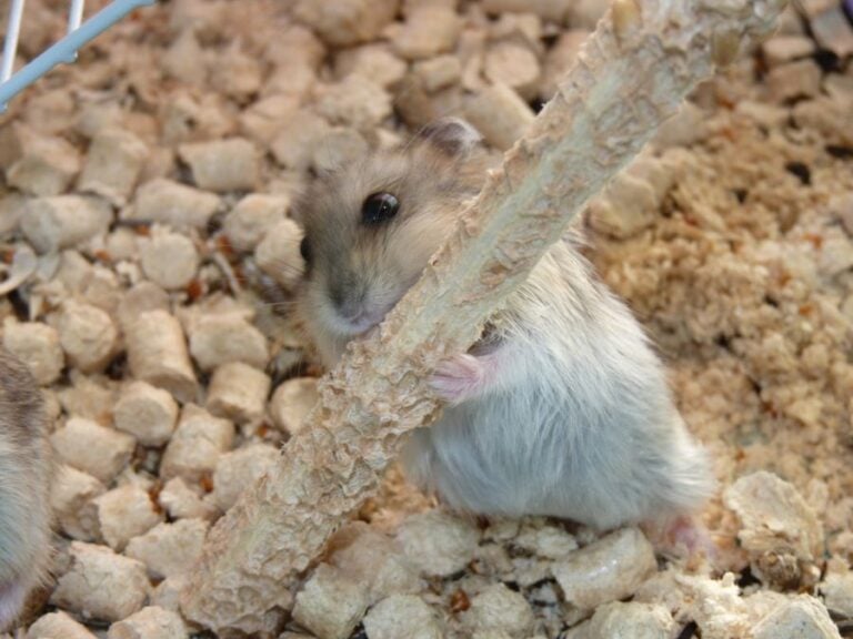 Hamster Gnawing on a Stick in a Cage