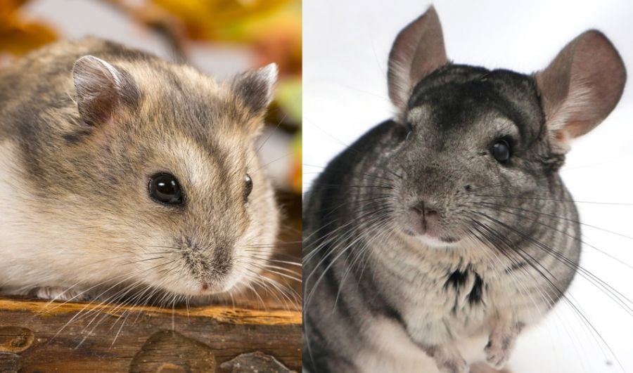 Hamster vs Chinchilla