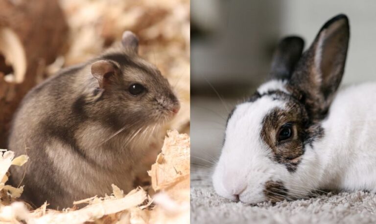 Hamster vs Rabbit
