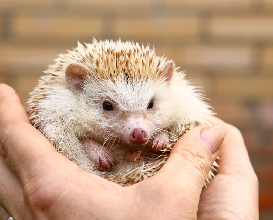 Hedgehog Being Held in Hands