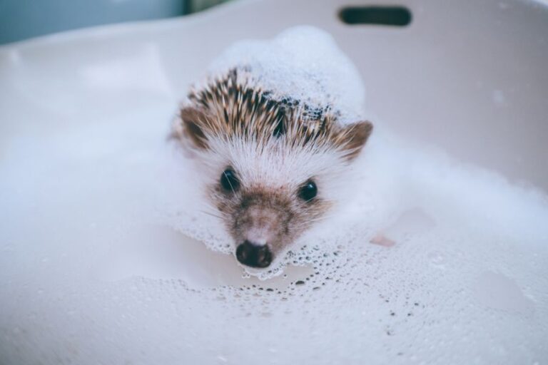 Hedgehog in Water With Bubbles on Its Head