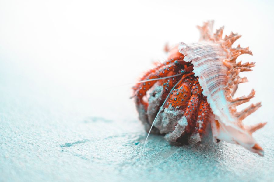 Hermit Crab With Large White and Orange Shell on Sandy Beach