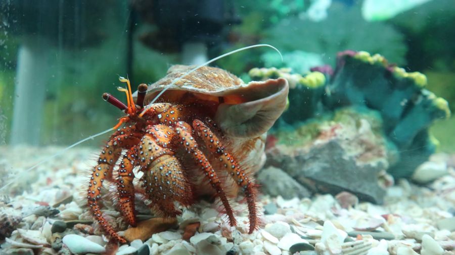 Hermit Crab in Aquarium With Shells and Rock