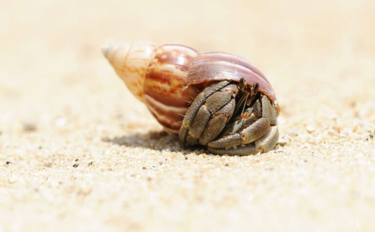 Hermit Crab on Beach on the Adaman Sea