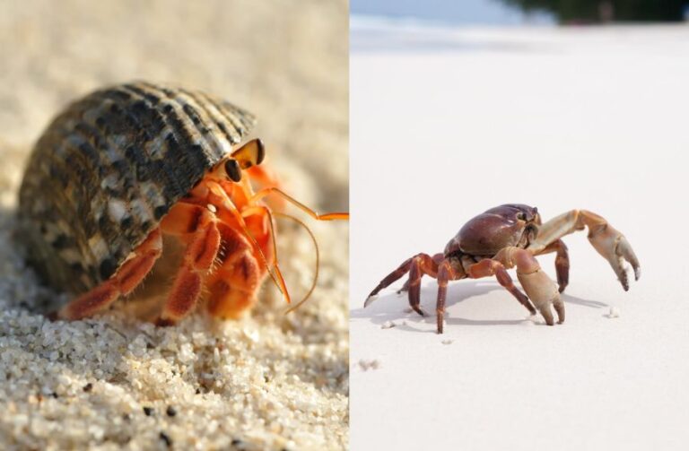 Hermit Crab vs Crab