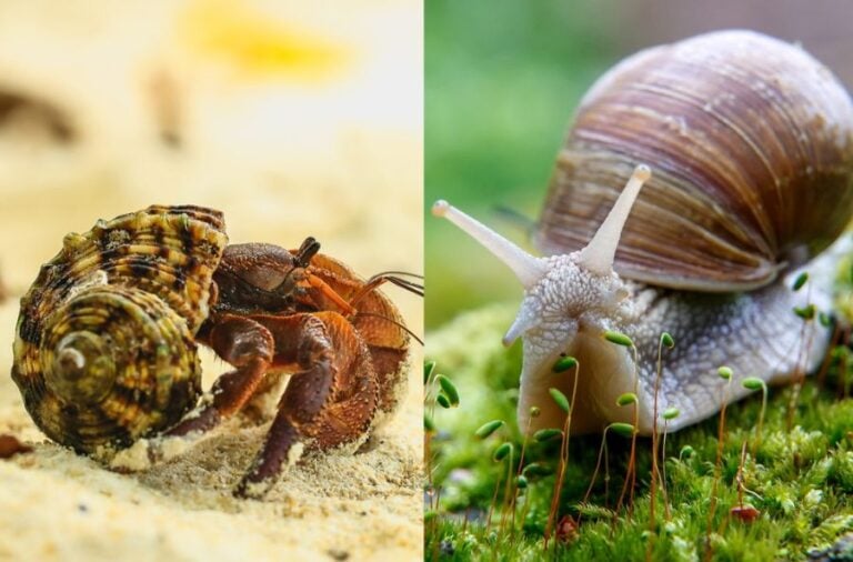 Hermit Crab vs Snail