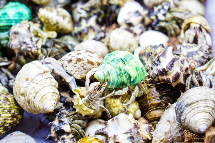 Large Group of Hermit Crabs