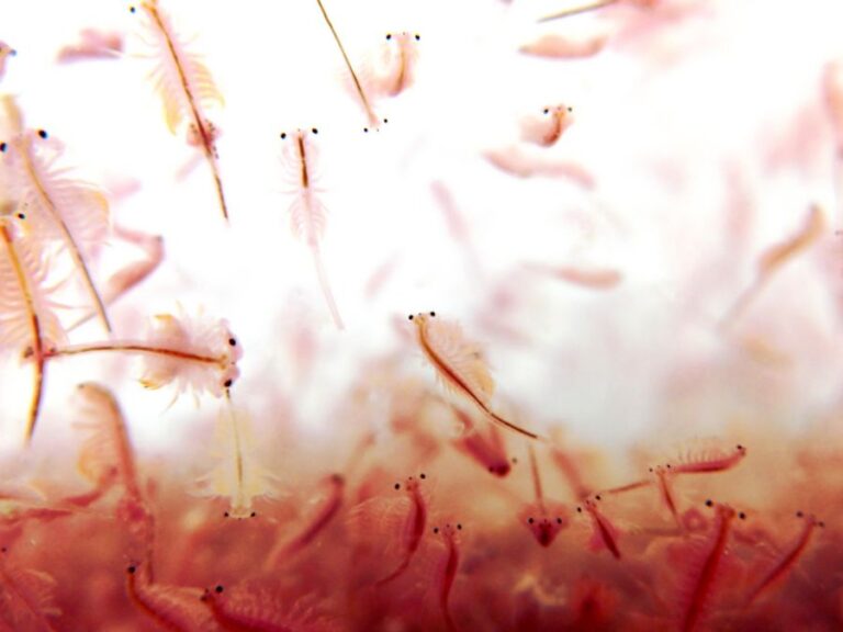 Many Brine Shrimp Against a White Background