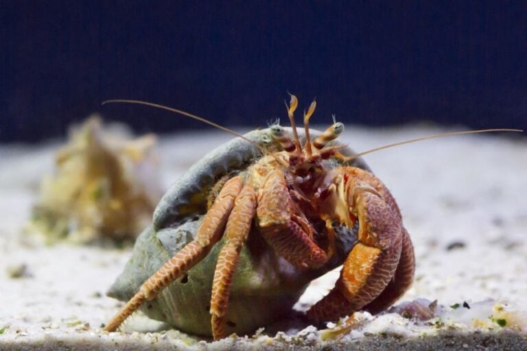 Orange Hermit Crab on Sandy Tank Bottom