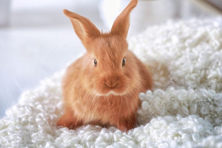 Orange Rabbit Lying on a Fluffy Blanket