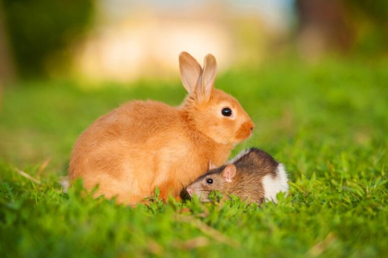 Orange Rabbit Sitting With Brown and White Rat in the Grass