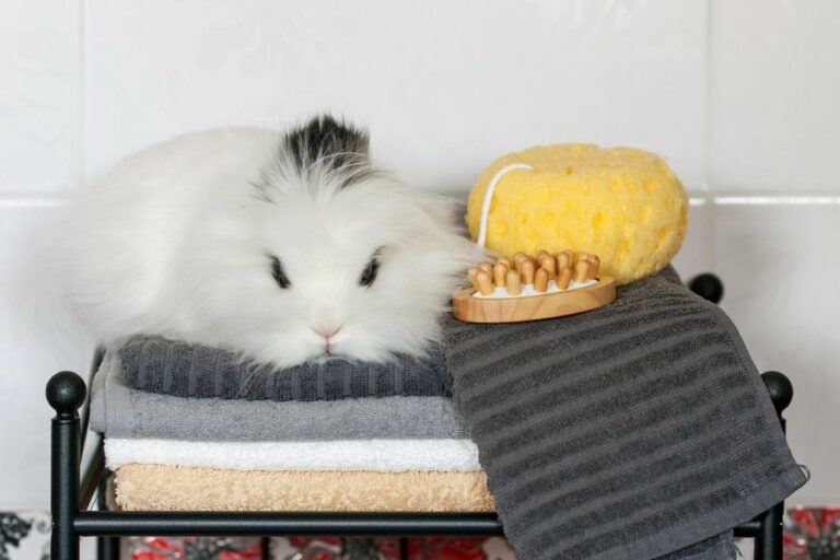 5 Ways to Get Rid of Urine Stains on Rabbit's Fur Fur, Wings, & Scaly