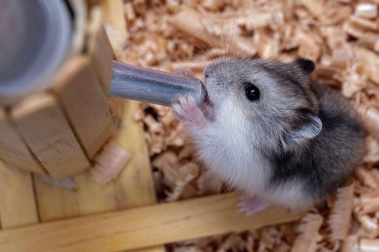 Small Dwarf Hamster Drinking From Water Bottle