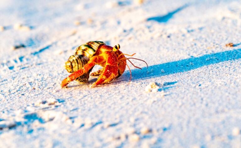 Strawberry Hermit Crab Walking Along the Beach
