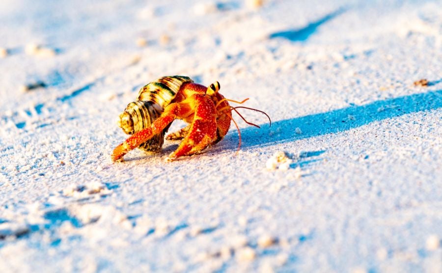 Strawberry Hermit Crab Walking Along the Beach