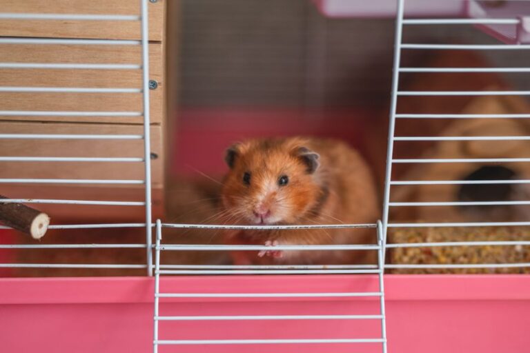 Syrian Hamster Peeking Out of White and Pink Cage
