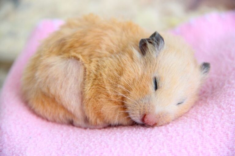 Syrian Hamster Sleeping on a Pink Blanket