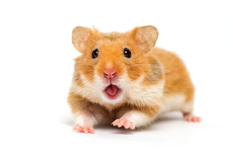 Syrian Hamster With Mouth Open on White Background