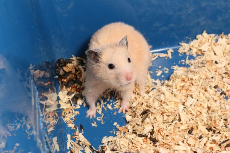 Tan Hamster Protecting Its Food in a Blue Bin Cage