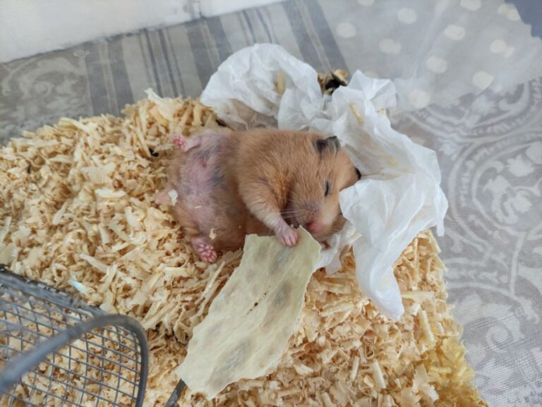 Tan Hamster Sleeping on Its Back in Corner