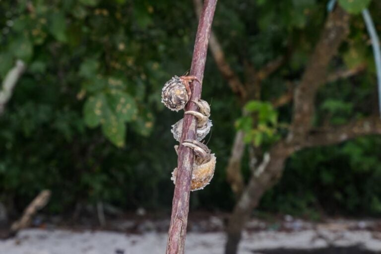 Three Hermit Crabs Climbing Up a Branch