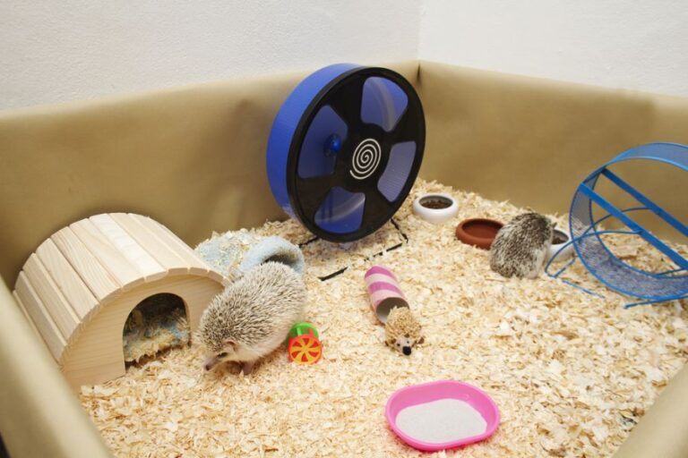 Two Hedgehogs Playing in an Enclosure