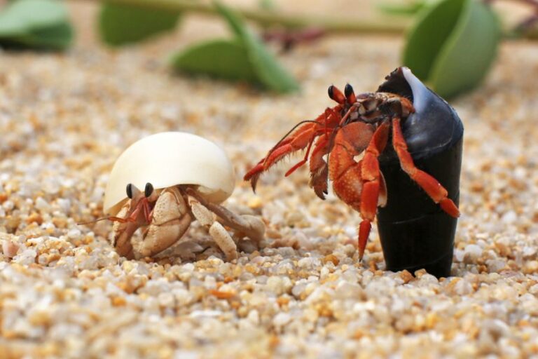 Two Hermit Crabs in Their Shells in a Tank