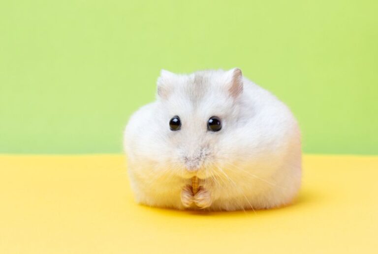 White Dwarf Hamster With Stuffed Cheeks